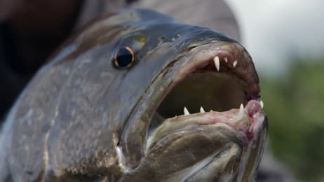 TOP TIPS FROM JEREMY WADE OF RIVER MONSTERS YouTube